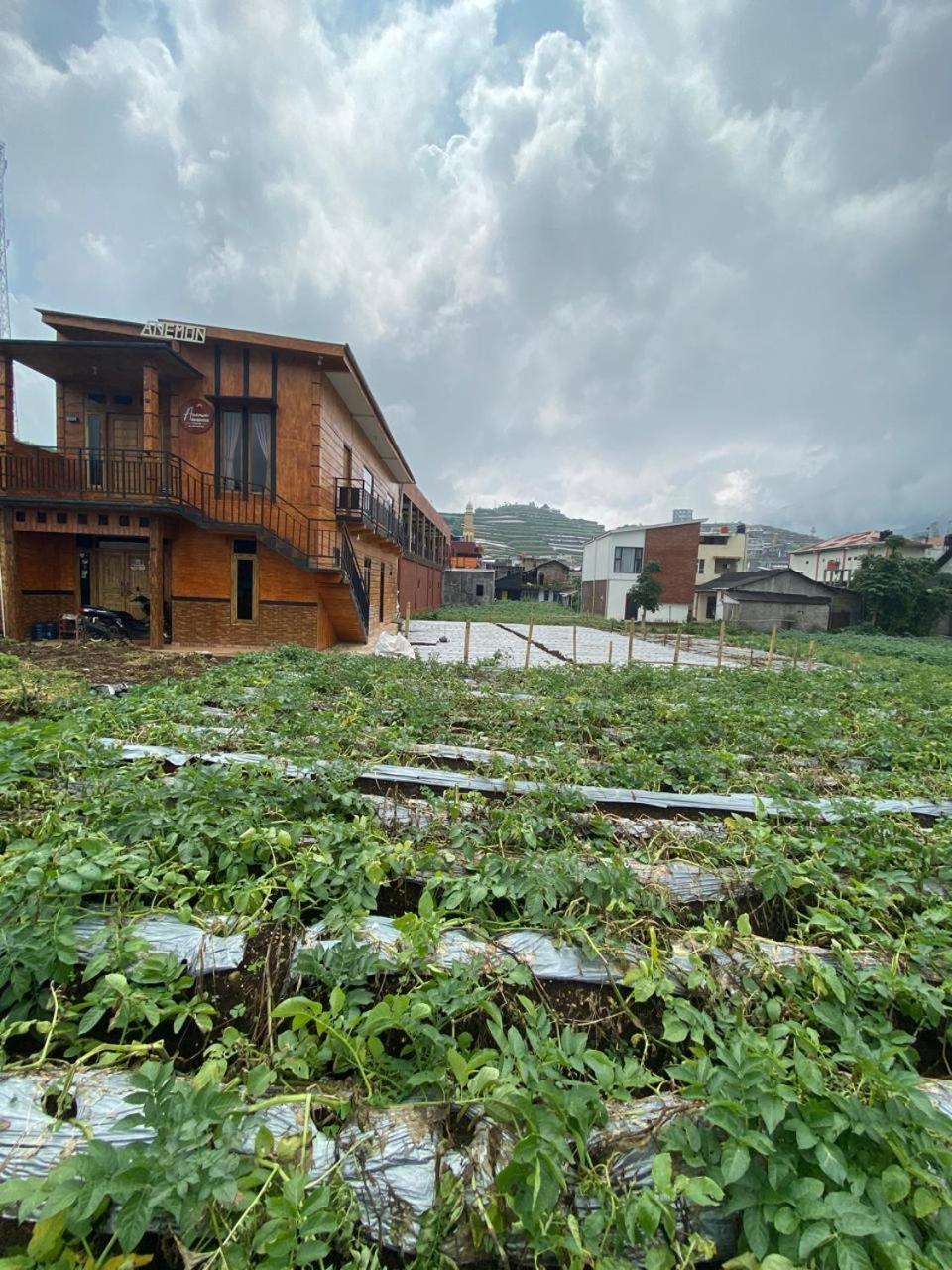 Anemon Dieng Exterior photo